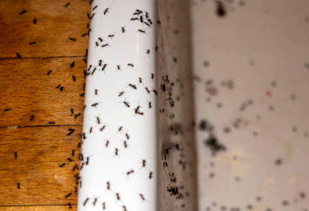 Best Termite Control Services  in Twin Lakes, VA
