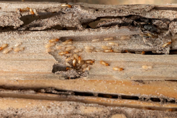 Best Commercial Pest Control Services  in Twin Lakes, VA